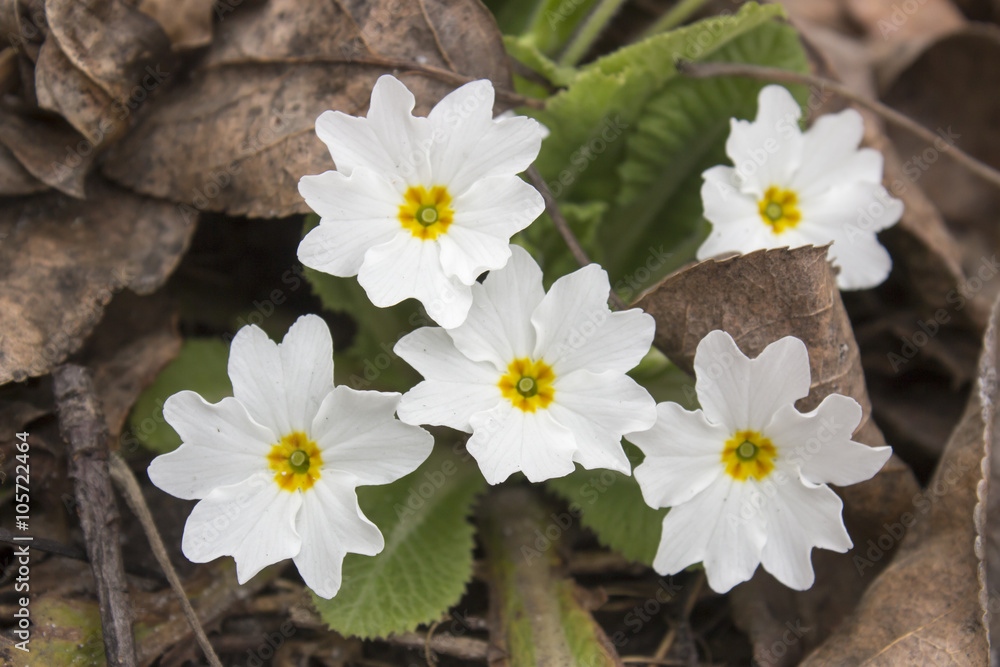 Obraz premium primula spring flower primrose