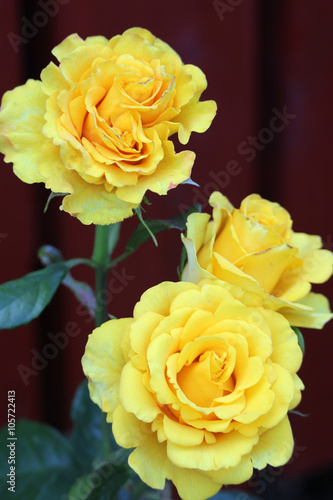 Three yellow roses 