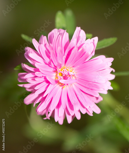 pink flower in nature