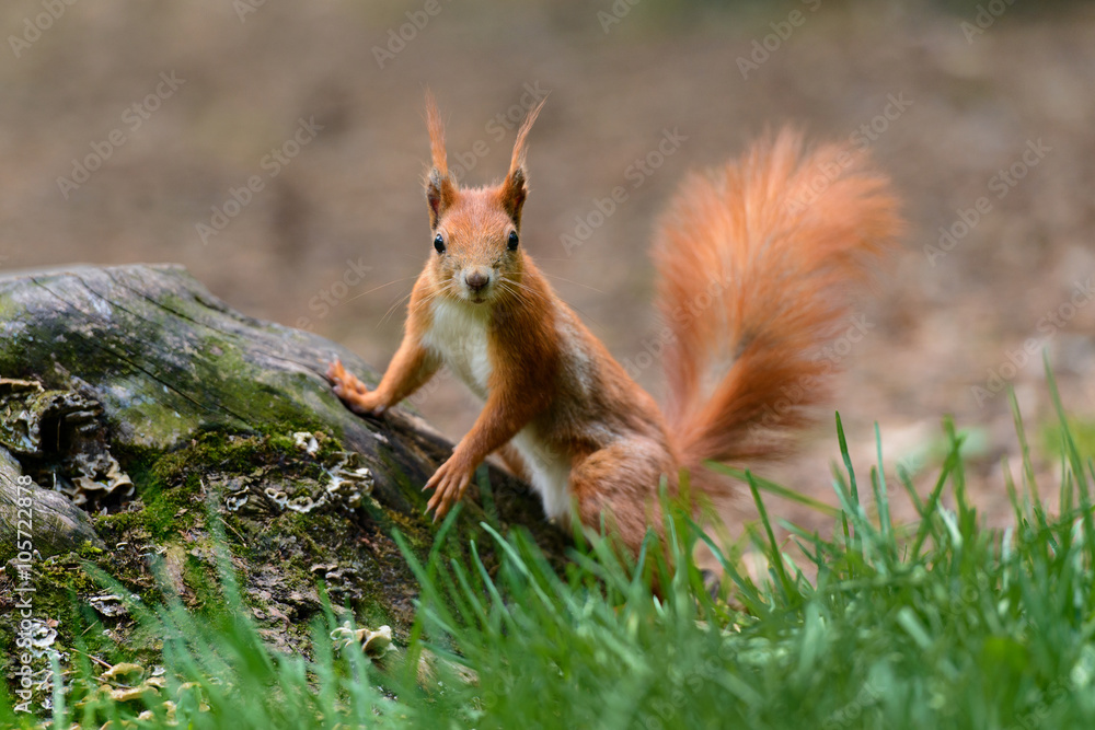 A squirrel propped up on the stump A squirrel propped up on the stump