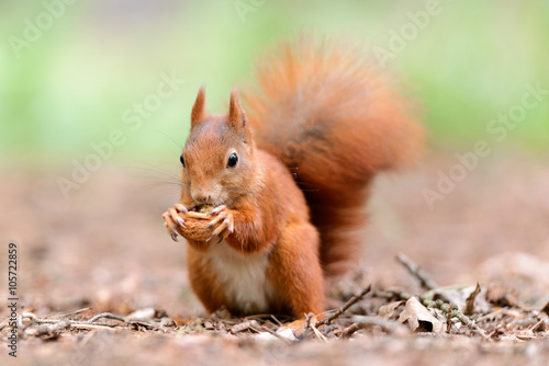 Squirrel and nut