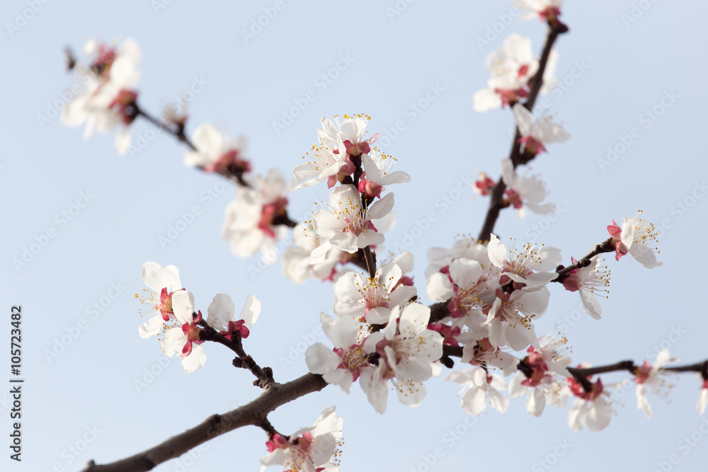 apricot flowers on a tree in nature apricot flowers on a tree in nature