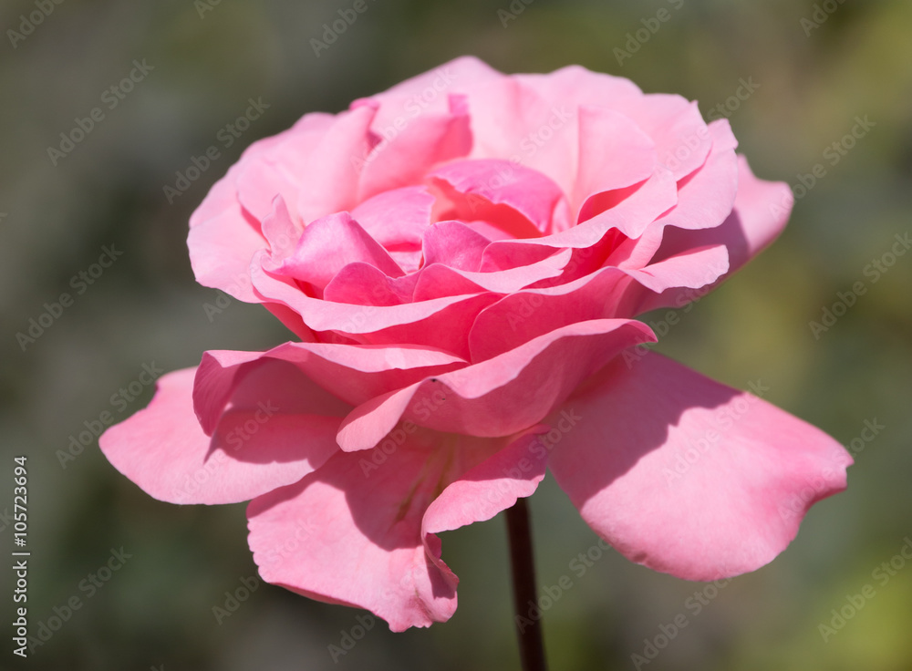Light red rose with buds on a background of a green bush Light red rose with buds on a background of a green bush