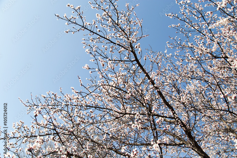 flowers on the tree against the blue sky flowers on the tree against the blue sky