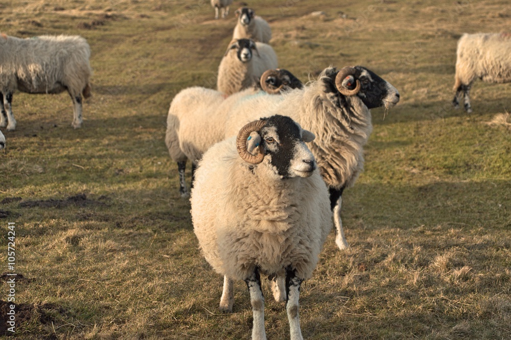 Fototapeta premium sheep