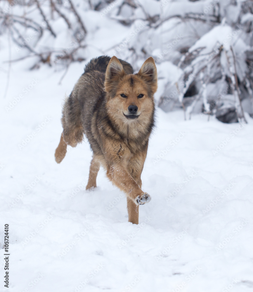 dog running outdoors in winter dog running outdoors in winter