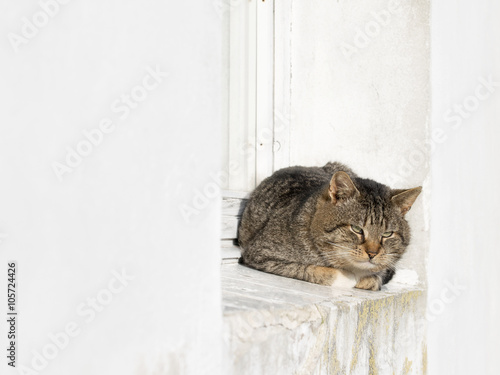 Fototapeta Naklejka Na Ścianę i Meble -  Gray, domestic cat lying outside on a windowsill.