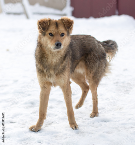 dog portrait outdoors in winter © schankz