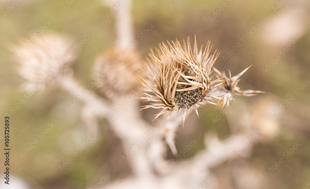 Dry grass in the winter in the snow. Dried vegetation. Winter landscape. Frozenned grass. Selective focus Dry grass in the winter in the snow. Dried vegetation. Winter landscape. Frozenned grass. Selective focus