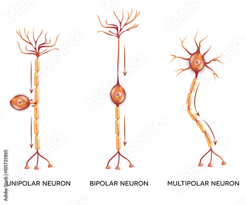 Neuron types, nerve cells that is the main part of the nervous s