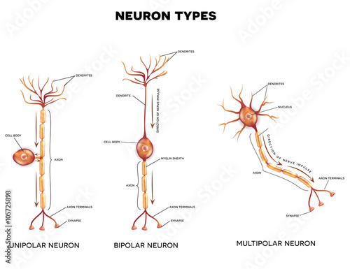 Neuron types, nerve cells that is the main part of the nervous s