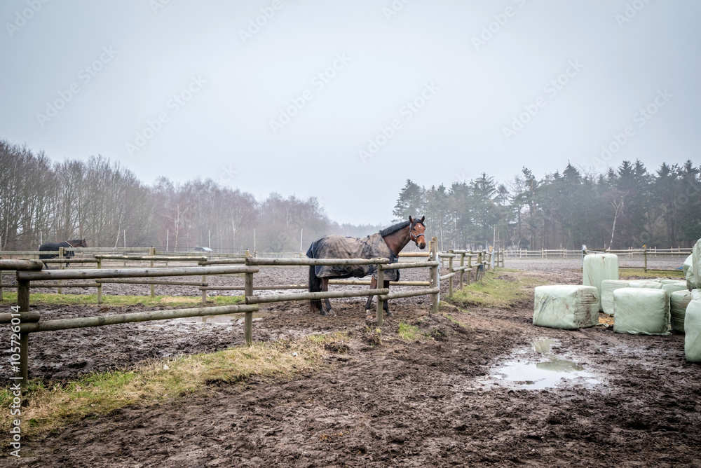 Horse behind a fence at a farm