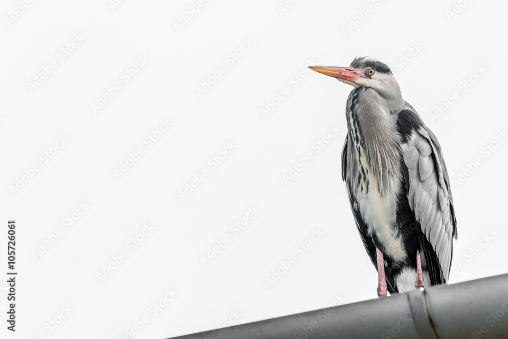 Obraz premium Grey heron on a rooftop