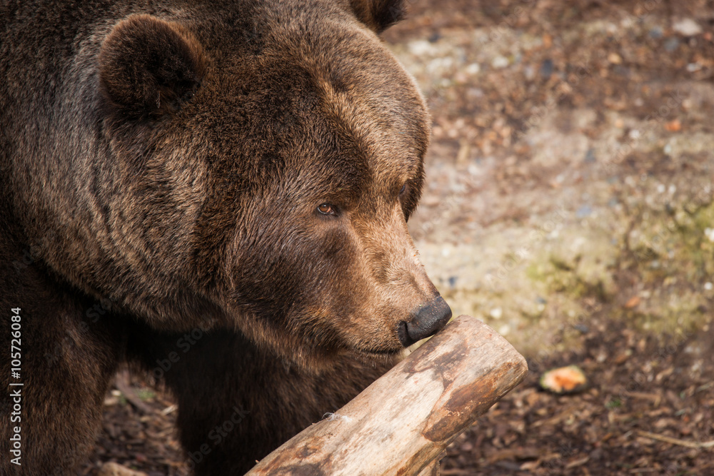 Obraz premium Brown bear sniffs at a wooden branch