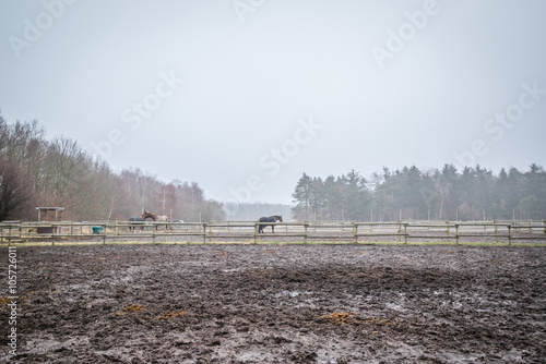 Muddy field with fenced horses