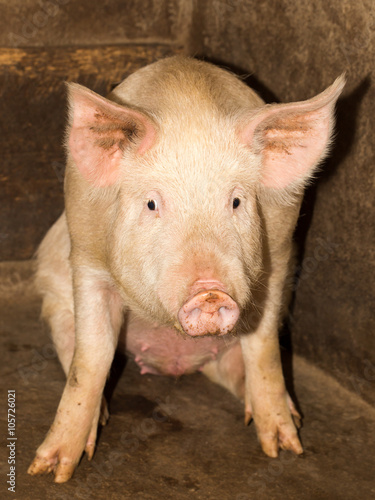 portrait of a pig farm © schankz