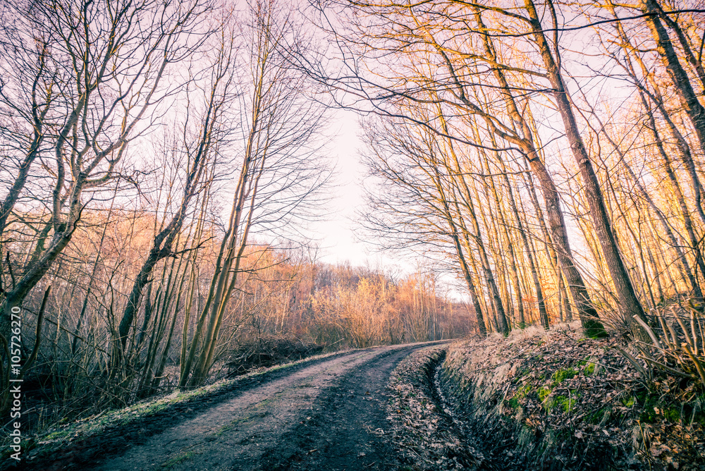 Road in a forest at autumn Road in a forest at autumn