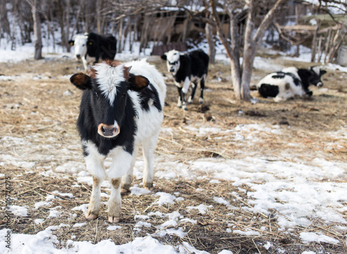 Cow in nature in winter © schankz