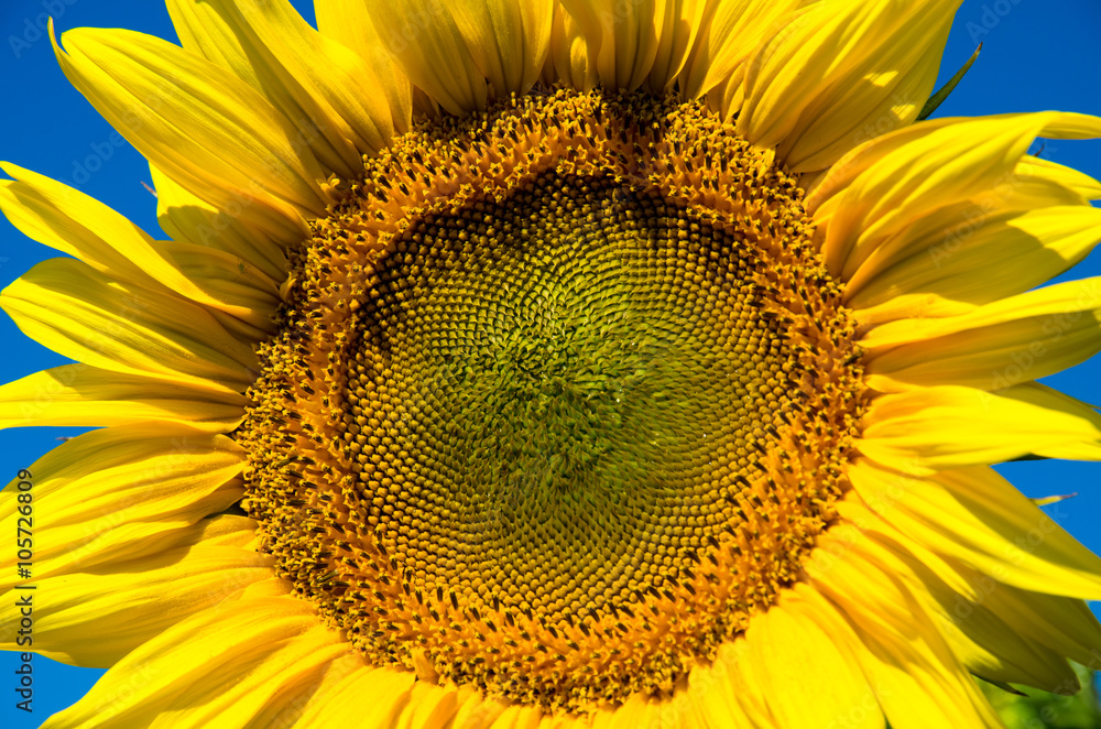 Naklejka premium yellow sunflower head