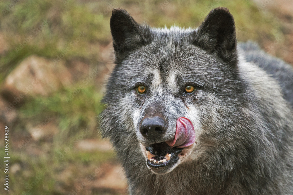 yeux jaunes du loup