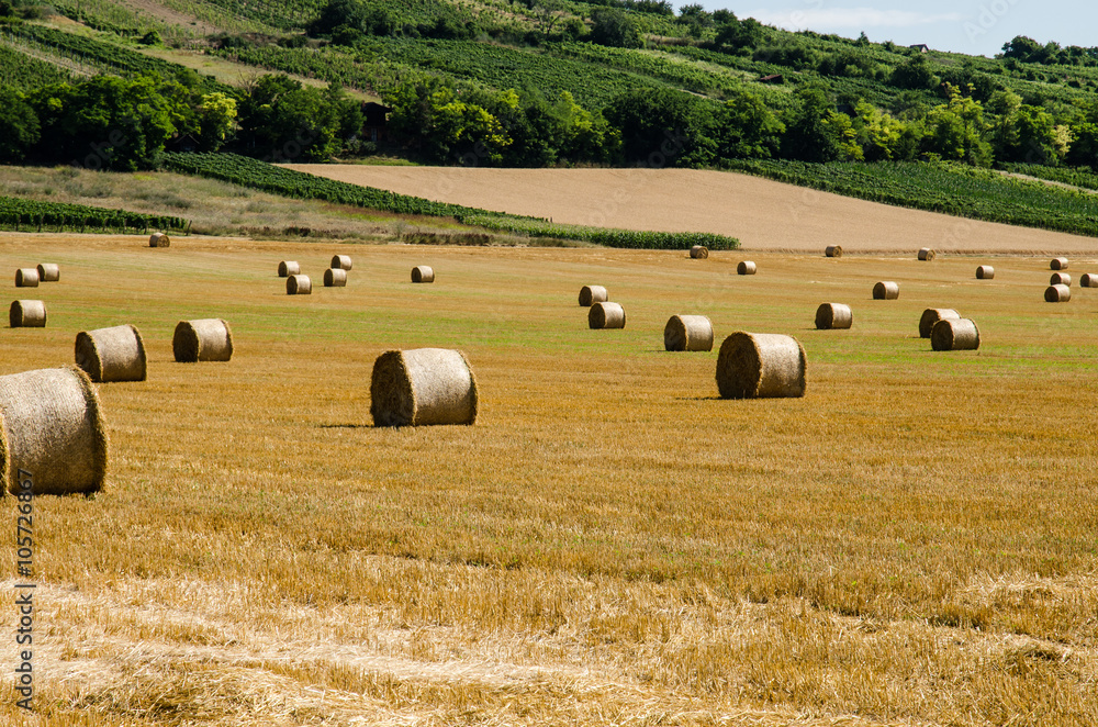 summer rye field