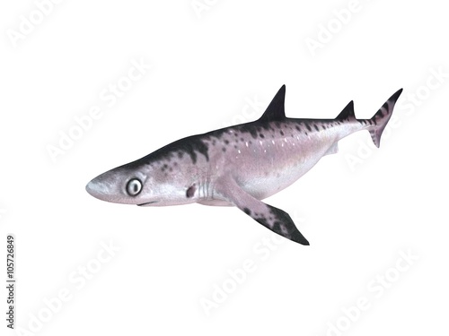 3d render of a shark inside a white stage