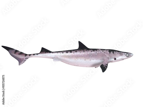 3d render of a shark inside a white stage