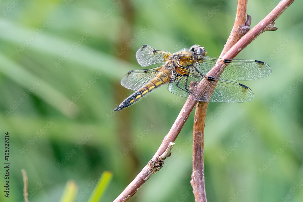 Vierfleck (Libellula quadrimaculata) Vierfleck (Libellula quadrimaculata)
