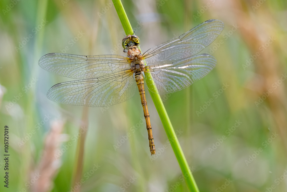 Gemeine Heidelibelle (Sympetrum vulgatum) im Sommer Gemeine Heidelibelle (Sympetrum vulgatum) im Sommer