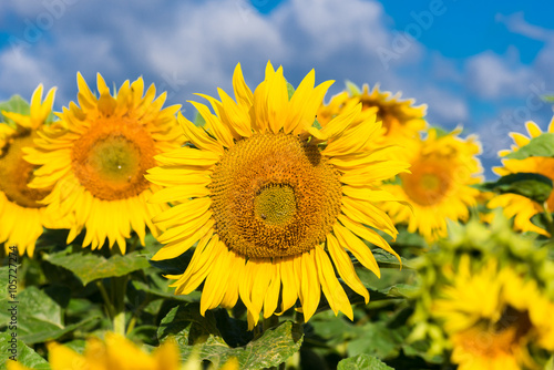 Bl  hende Sonnenblumen im Sommer