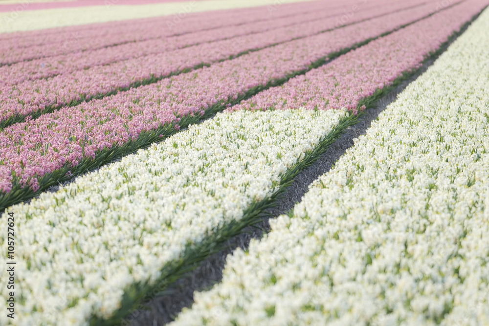 Dutch pink white Hyacinth flower field