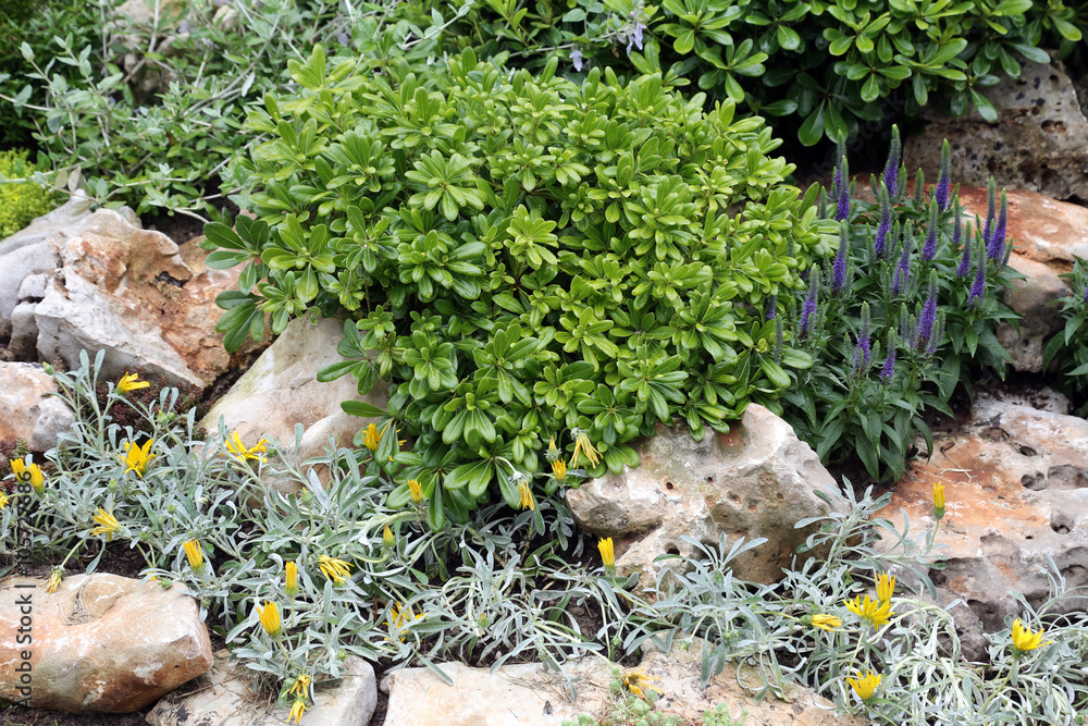 Obraz premium Flowers 