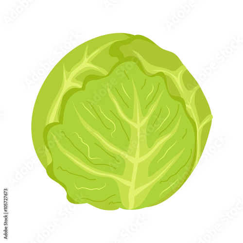 cabbage on white background