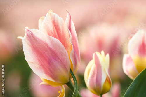 Fototapeta Naklejka Na Ścianę i Meble -  Yellow red flamed tulip flowerbed