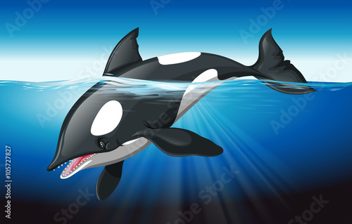 Killer whale swimming in the ocean