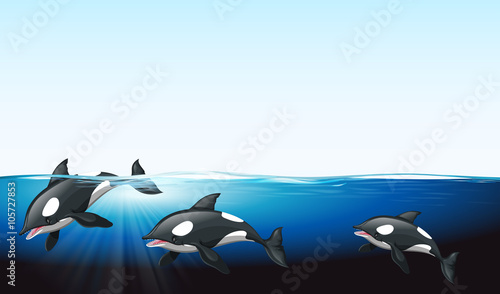 Whales swimming under the sea
