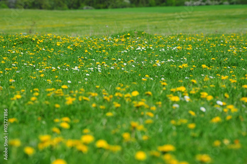Field of dandelion flowers in the spring