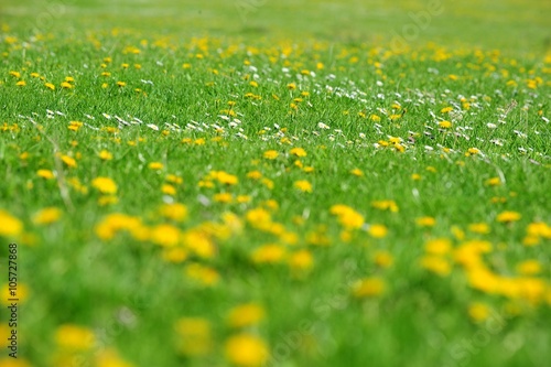 Field of dandelion flowers in the spring