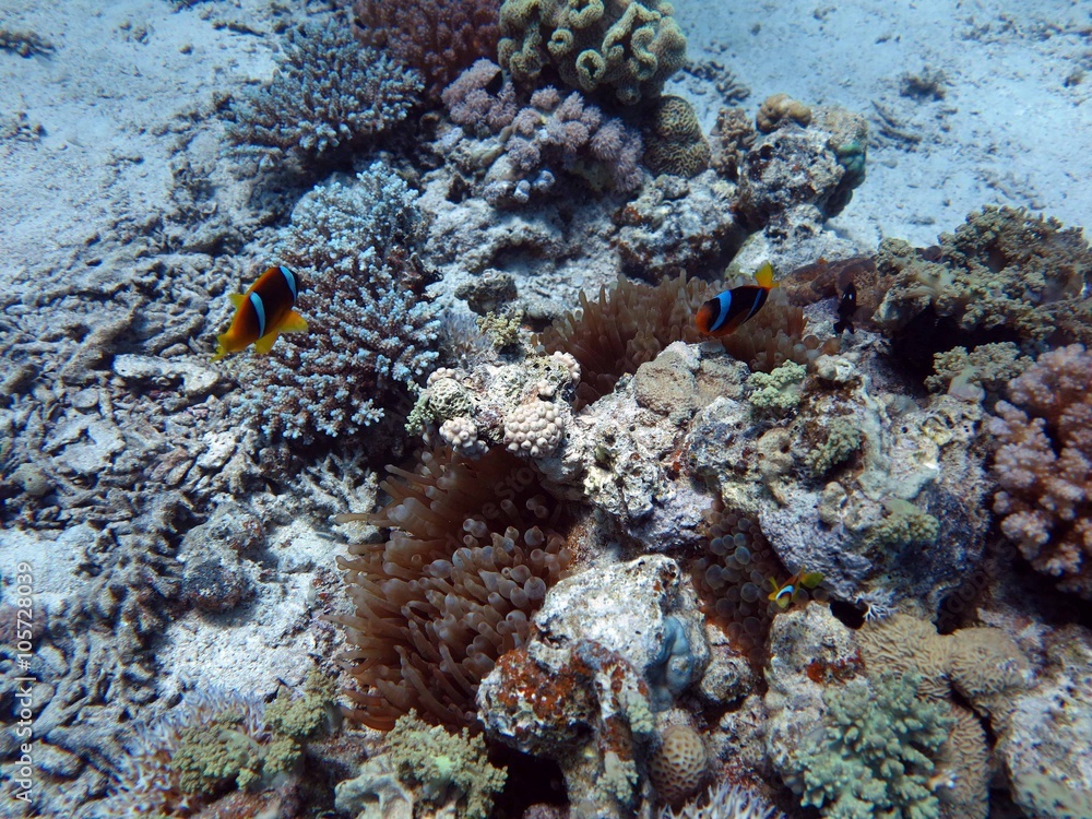 Fototapeta premium Unterwasser