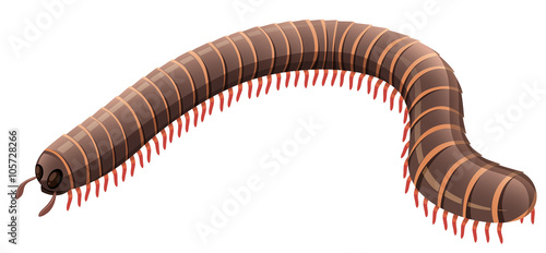 Centipede on white background