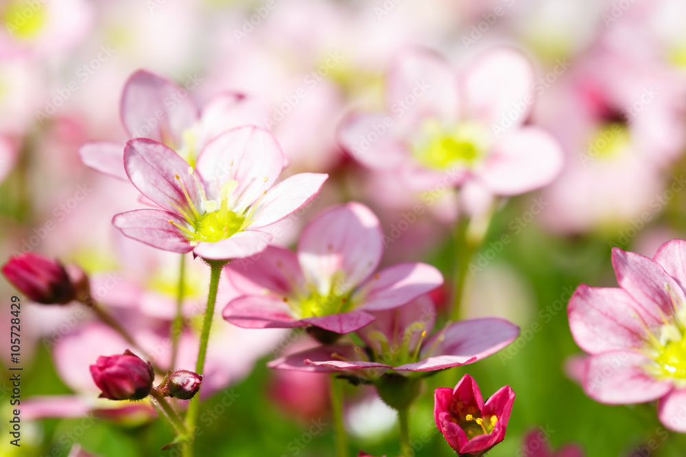 Beautiful spring flowers,floral background,macro photography,sma