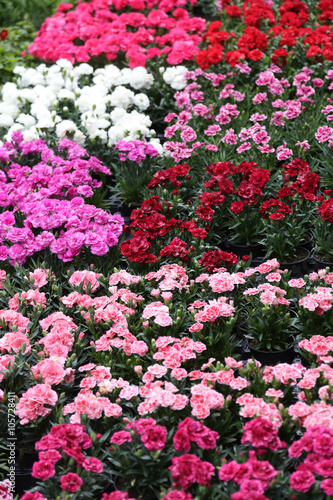 Wallpaper Mural Flowers Torontodigital.ca