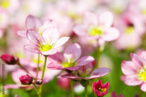 Beautiful spring flowers,floral background,macro photography,sma