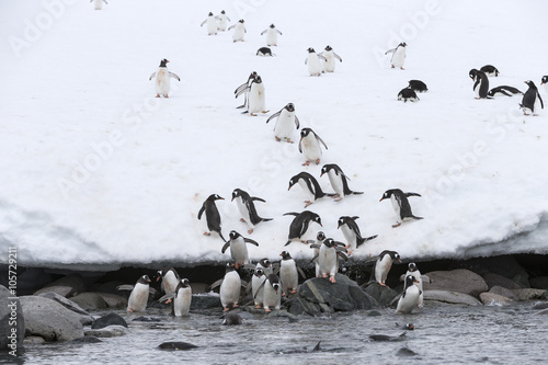 Gentoo Penguins going to the sea, Antarctica.
