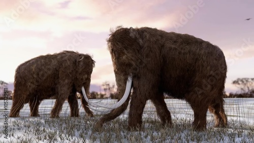 An animation of Woolly Mammoths digging for grass roots in a snowy field with a sunset sky. The extinct Woolly Mammoth was an enormous mammal that once roamed the vast Ice Age northern landscapes.  photo