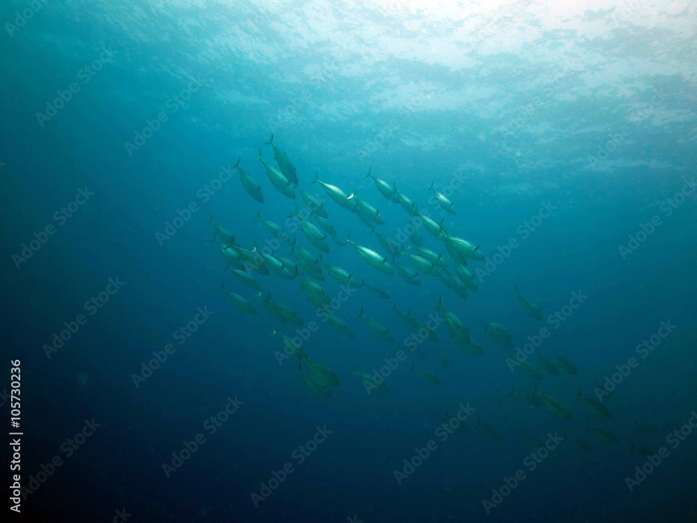 Unterwasser Unterwasser