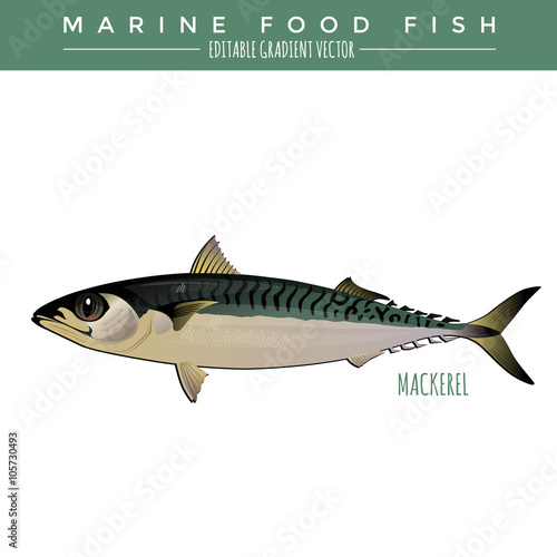 Mackerel. Marine Food Fish
