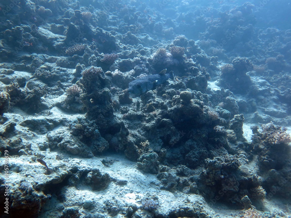 Naklejka premium Unterwasser