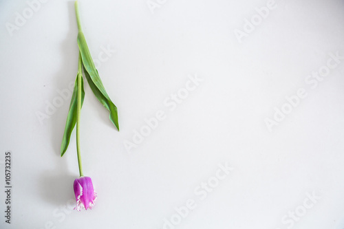  pink tulips