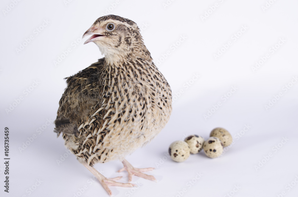 coturnix on a white background coturnix on a white background